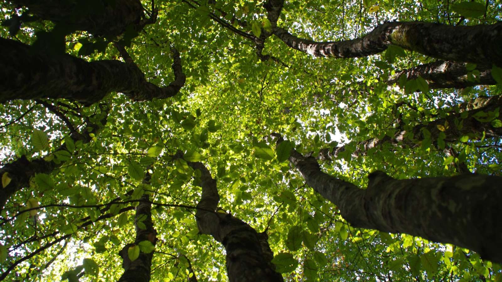 Bain de forêt spécial couple