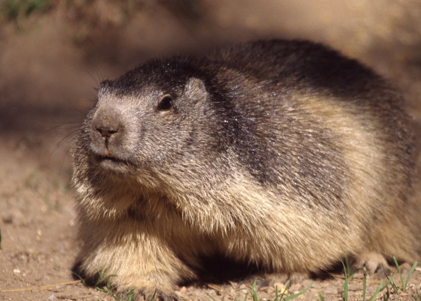 randonnée marmottes