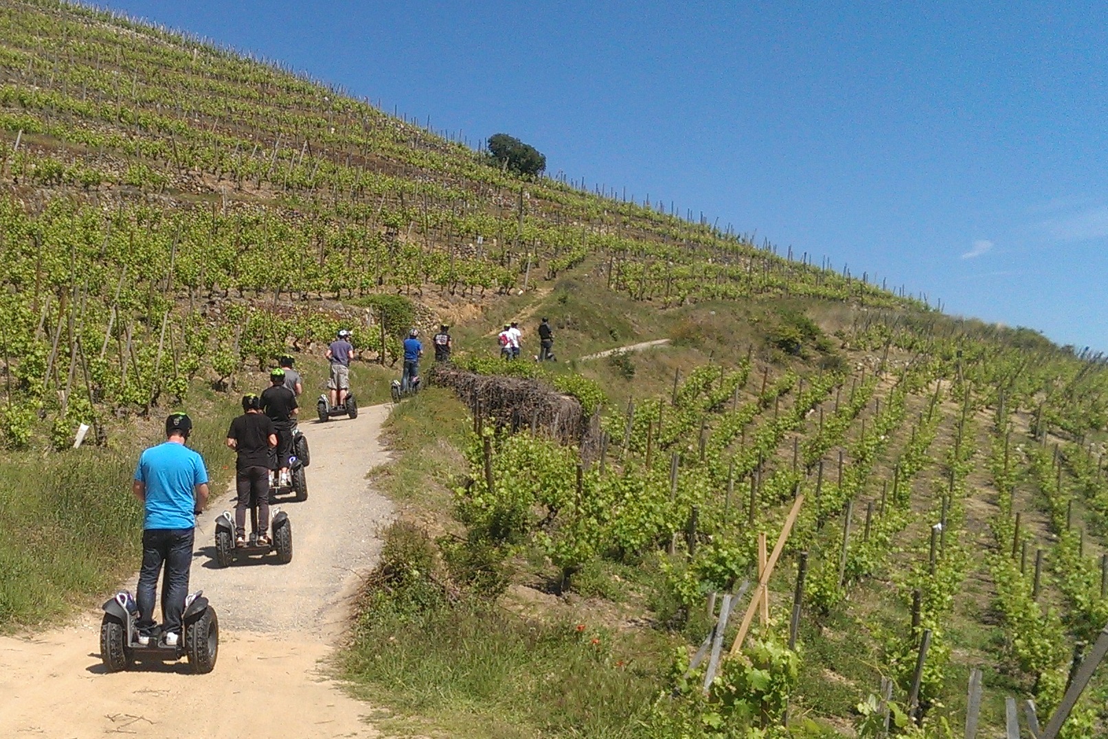 Gyropode dans les vignobles