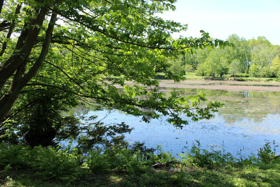 Etang arboretum -  Chatillon sur Chalaronne