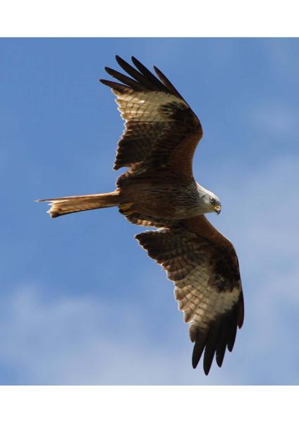 Sortie nature : A la découverte des rapaces