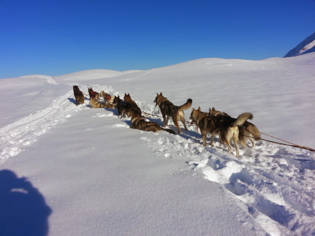 Balade en chiens de traineaux_Saint-Sorlin-d'Arves