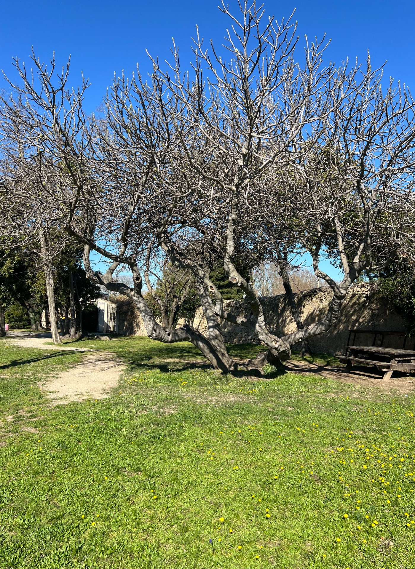 Parc du Moulin Peyre_Mouriès_pique nique
