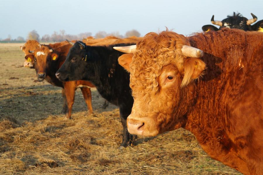 Ferme de Nougerède