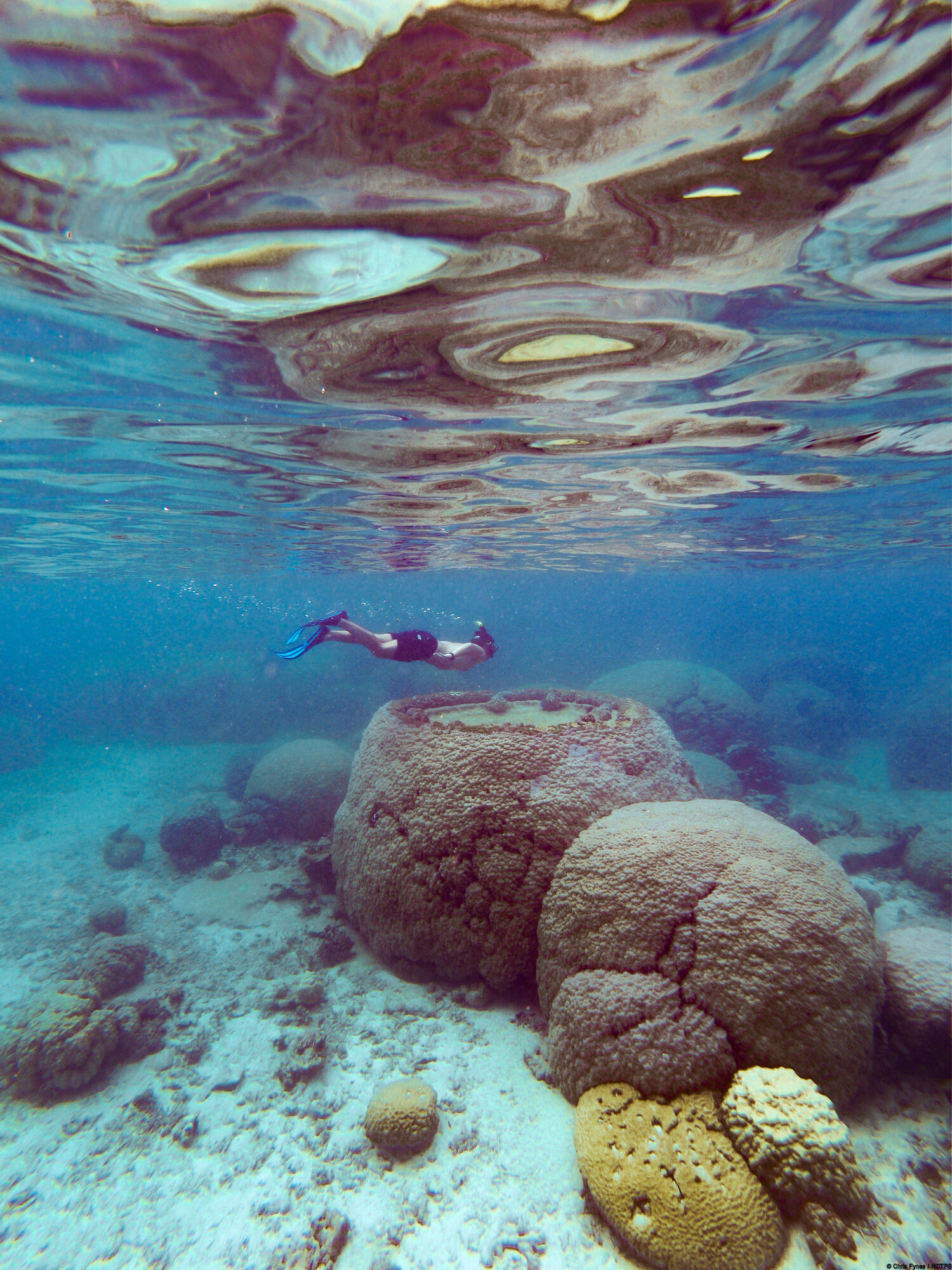 Snorkelling - Sentier sous - marin de Poé