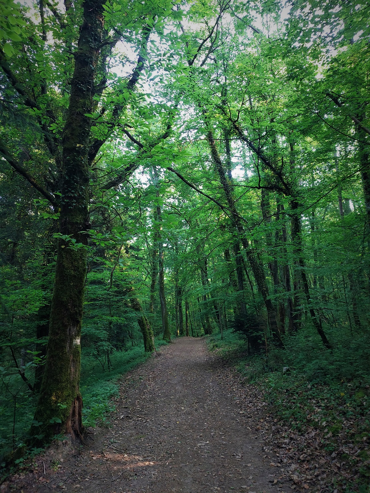 Forêt de Rothonne 2022 ©M (69)