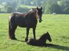 photo chevaux du domaine Ⓒ earl domaine des roses
