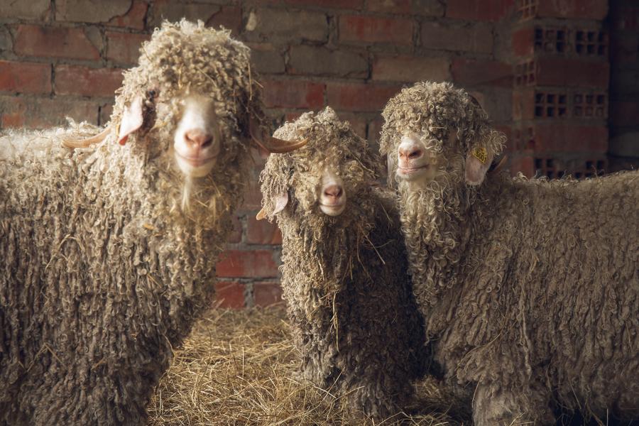 Expérience : une après-midi à la ferme au milieu des chèvres et de la laine