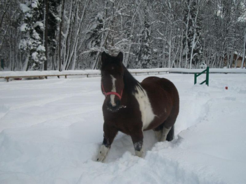 Centre équestre de Thônes