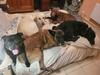 Passion Dog 04_Castellane