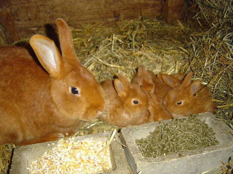 Nourrir les animaux - Gîte d\'enfants \