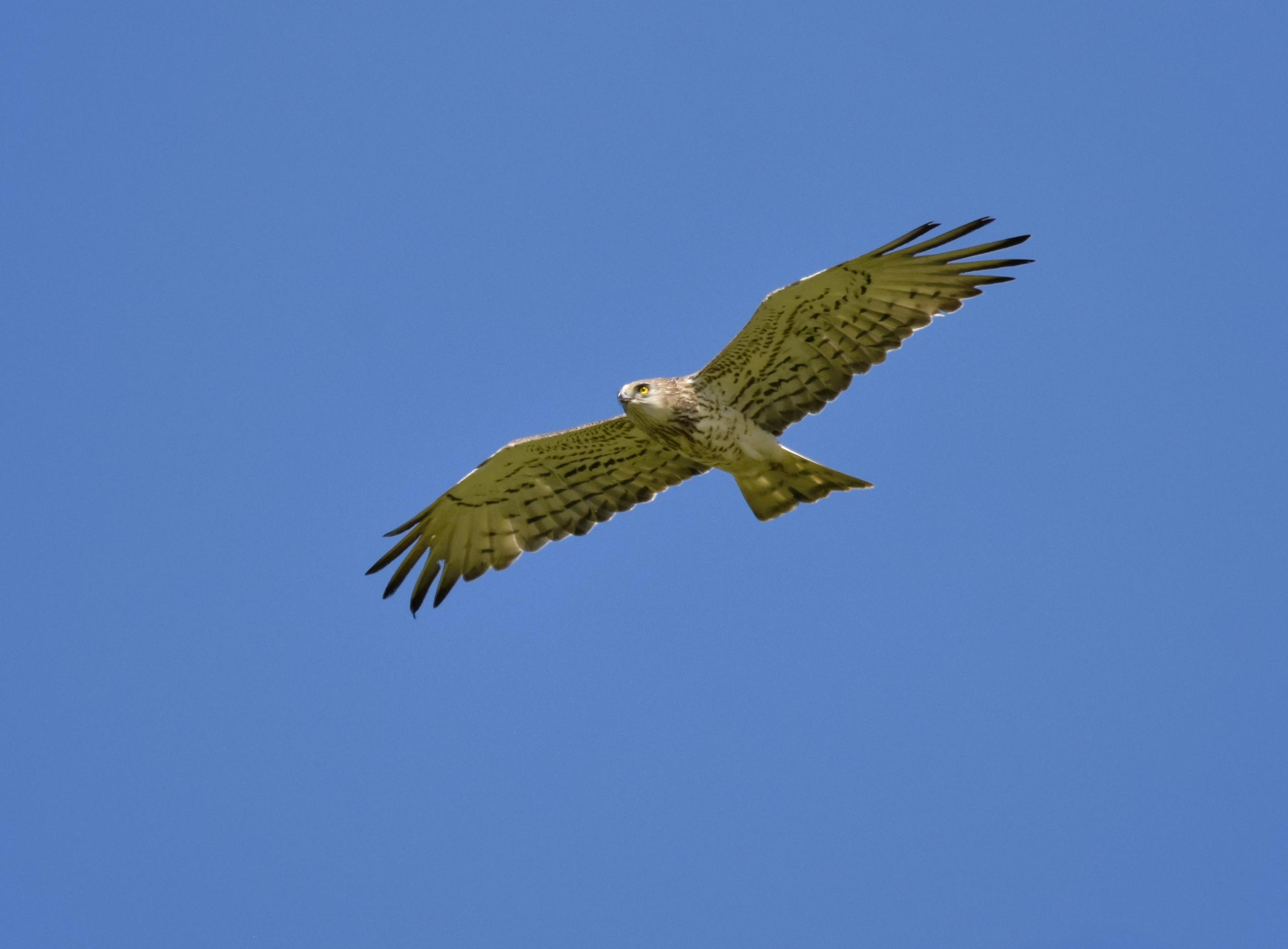 Rapaces des marais de Gironde
