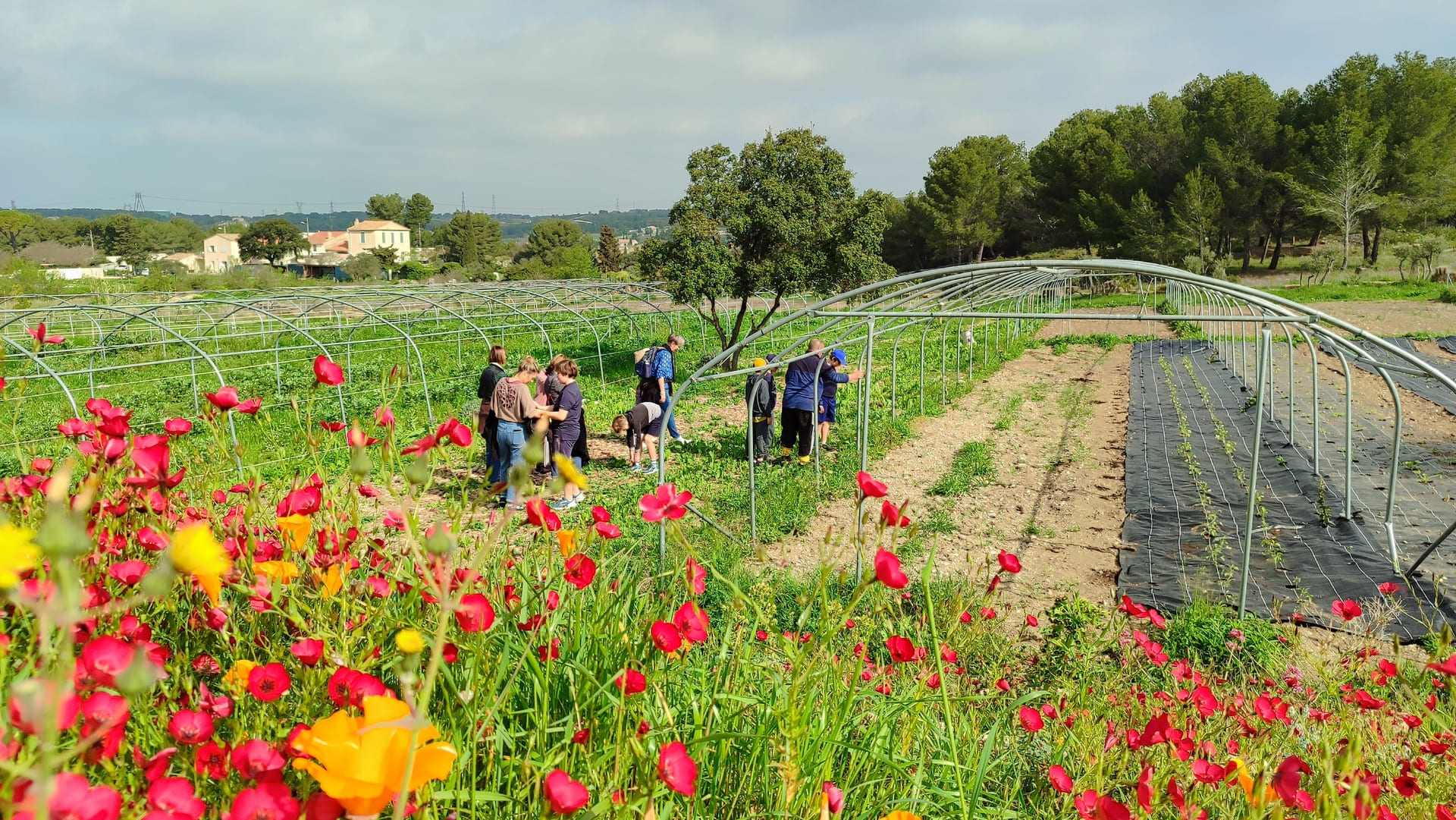 Ciné gourmand sous les étoiles à la ferme Aïoli Caganis