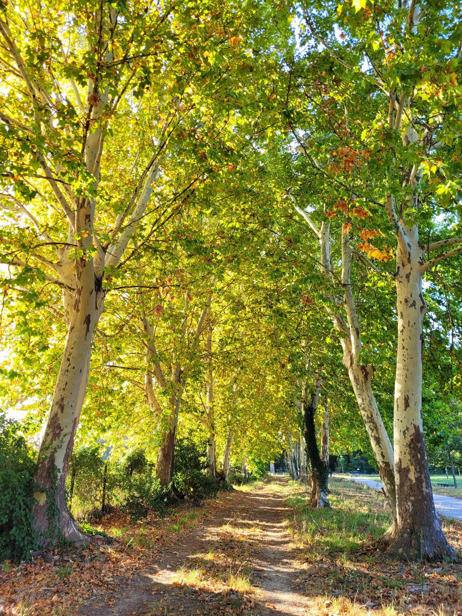 Parc des Sports et des Loisirs, Rognonas - photo 11