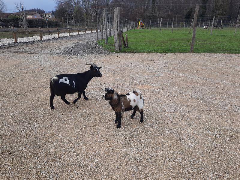 Visite de la ferme pédagogique et élevage d'autruches du Père Louis - Vézeronce-Curtin - Balcons du Dauphiné - Nord-Isère - à  moins d'une heure de Lyon