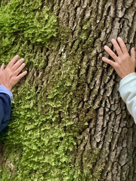 CONNEXION AUX ARBRES