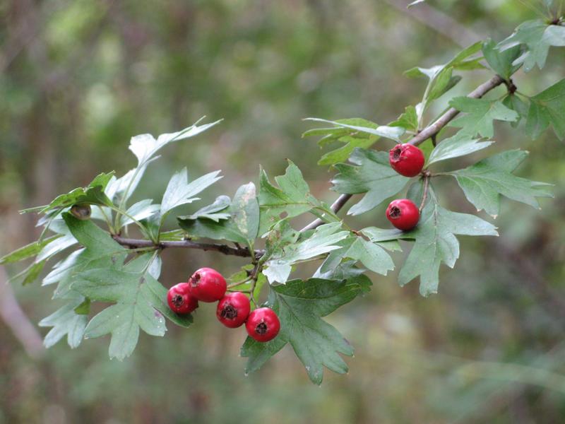 sortie nature fruit d'automne