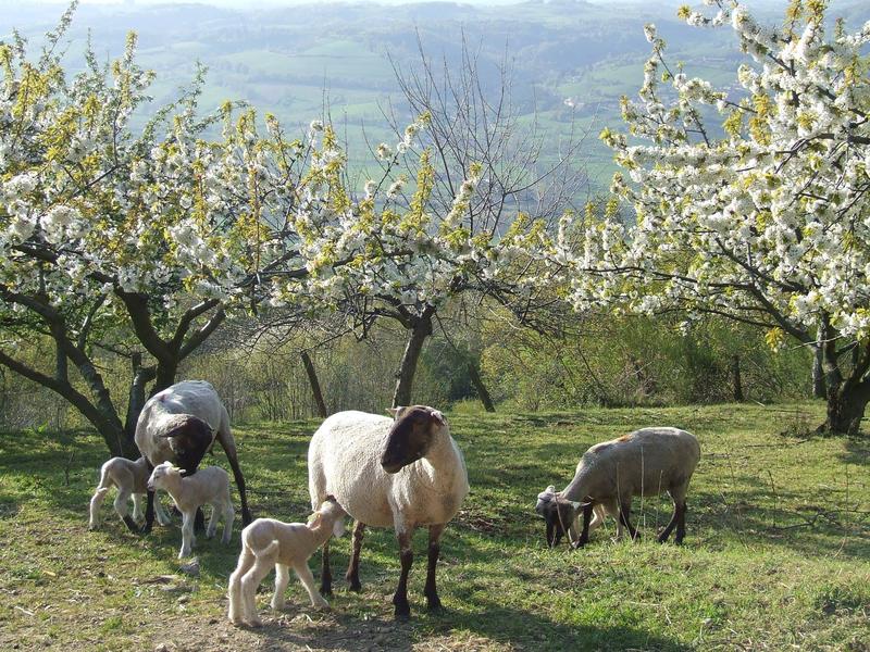 Ferme de pâquerette