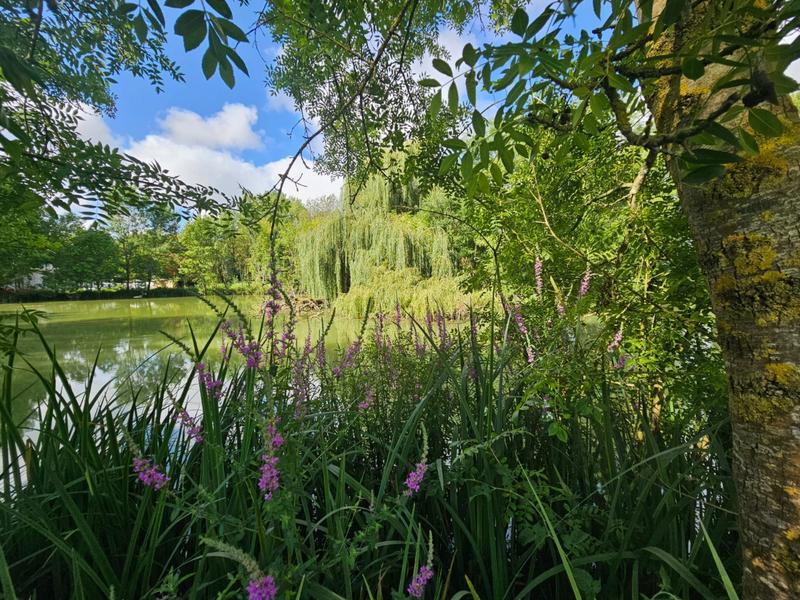 Etang