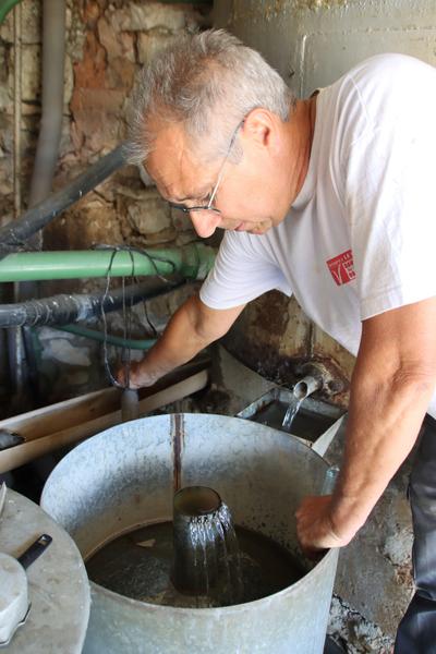 Collecte huile essentielle de Lavande