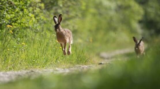 Balade naturaliste : sur la piste des animaux des Ramières_Allex