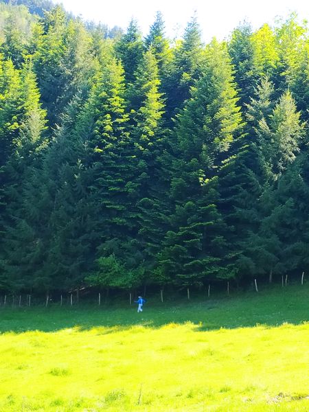 Table ronde - Quelle(s) couleur(s) pour nos forêts du Beaujolais vert ?