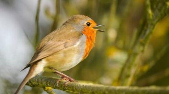 Balade naturaliste : initiation aux chants d'oiseaux_Allex