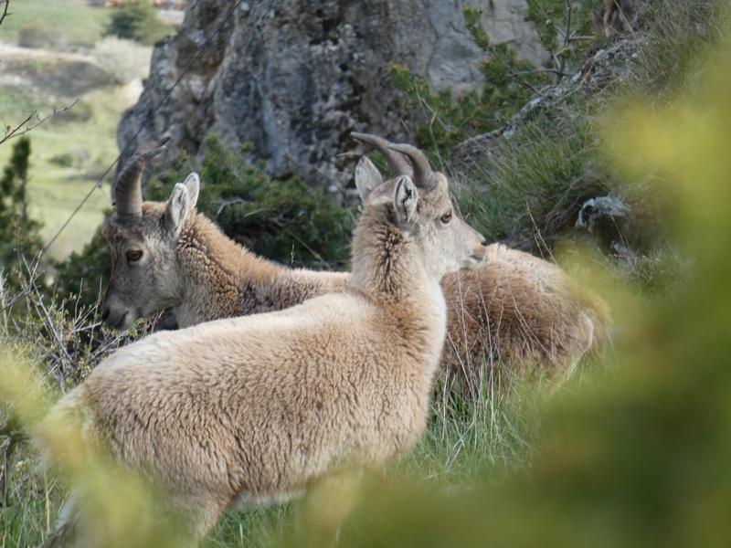 Découverte de la faune sauvage_La Norma