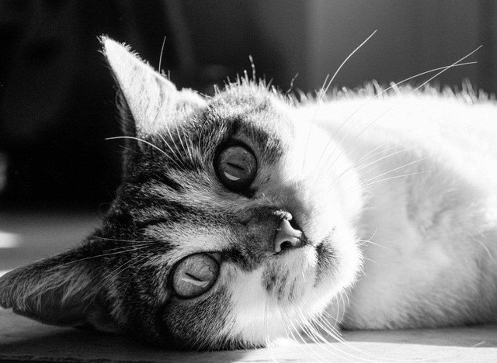 Collecte alimentaire pour les chats de Santiago