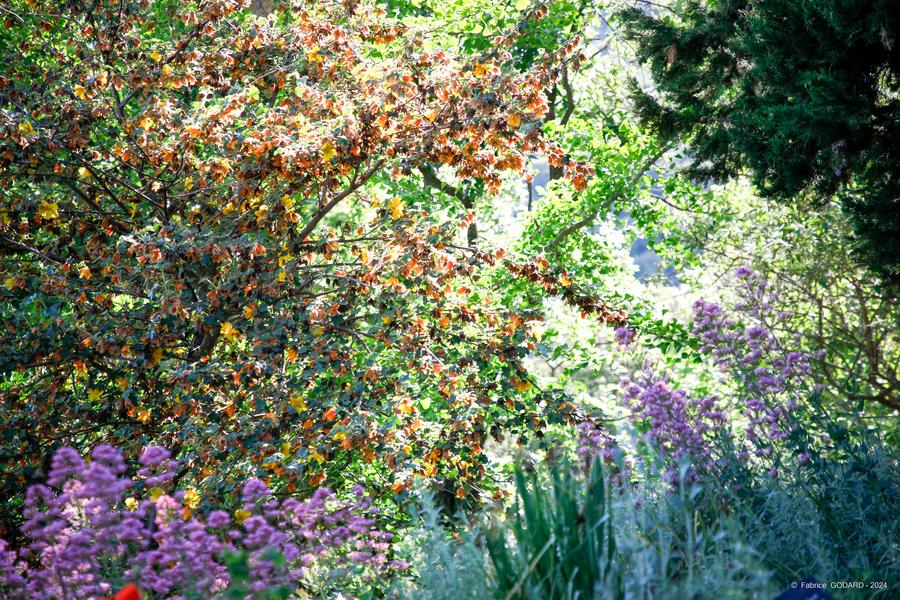Jardin de l\'abbaye de Valsaintes
