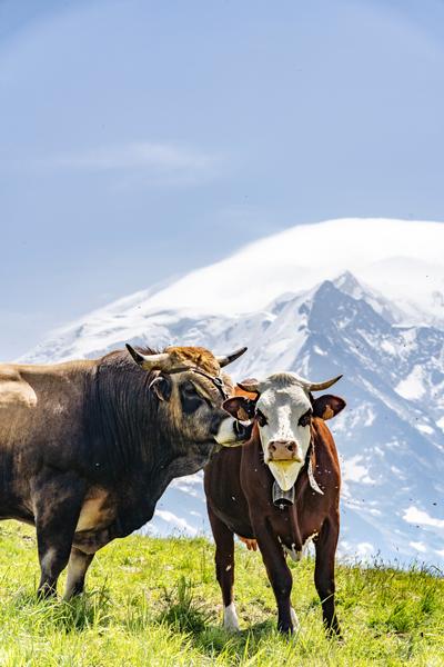 Vaches au Mont-Joux