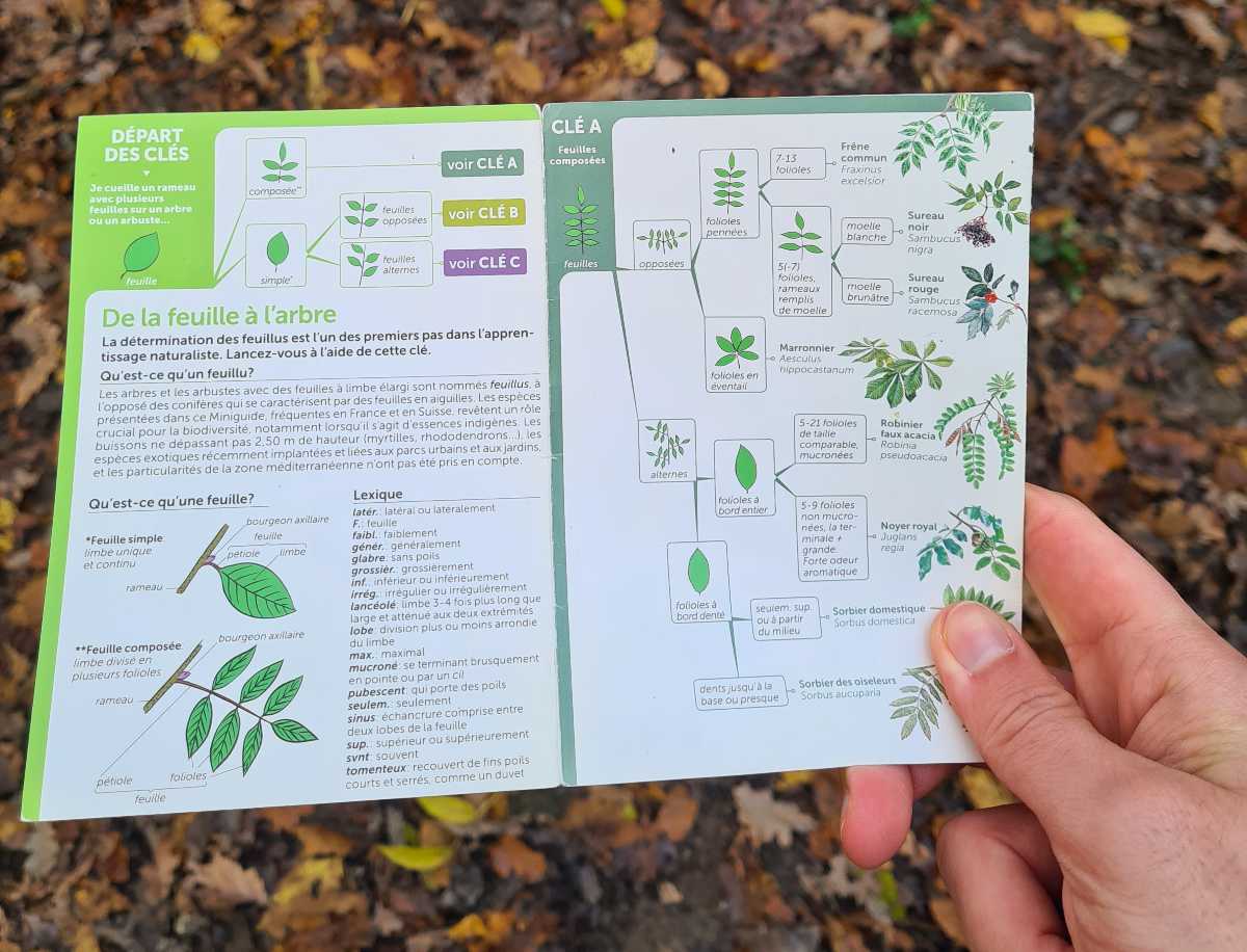 Du00e9couverte sensorielle des arbres