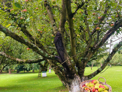 Pommier-parc-moulin-de-fourcon