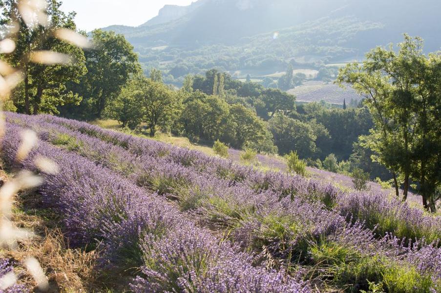 Paysage et lavande