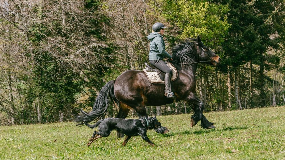 Balade à cheval à la journée
