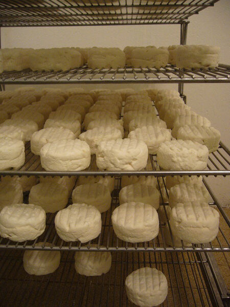 Chevriers d'Echazeaux