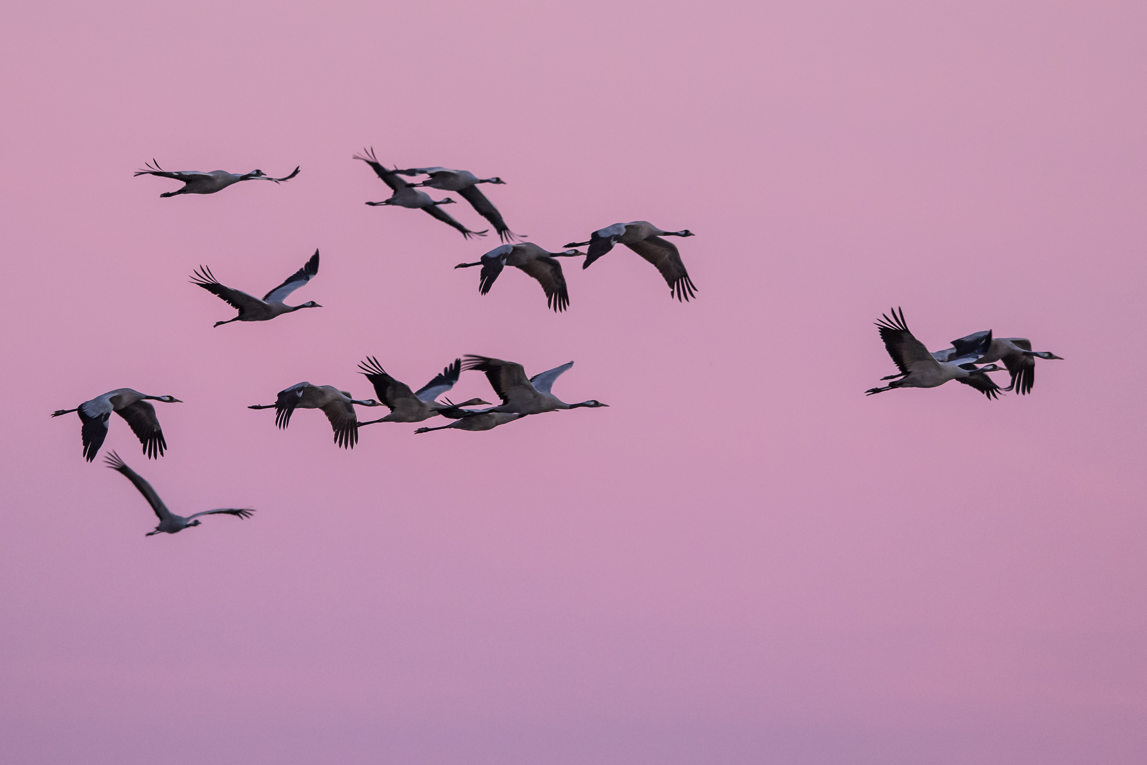 Grue-cendreeÂ©Clement-PAPPALARDO (1)