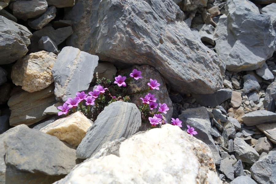 saxifrage à feuilles opposées - © Cédric Dentant, Parc national des Ecrins. 060565_HD - © Cédric Dentant, Parc national des Ecrins.