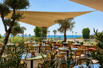 Olea_Villeneuve-Loubet