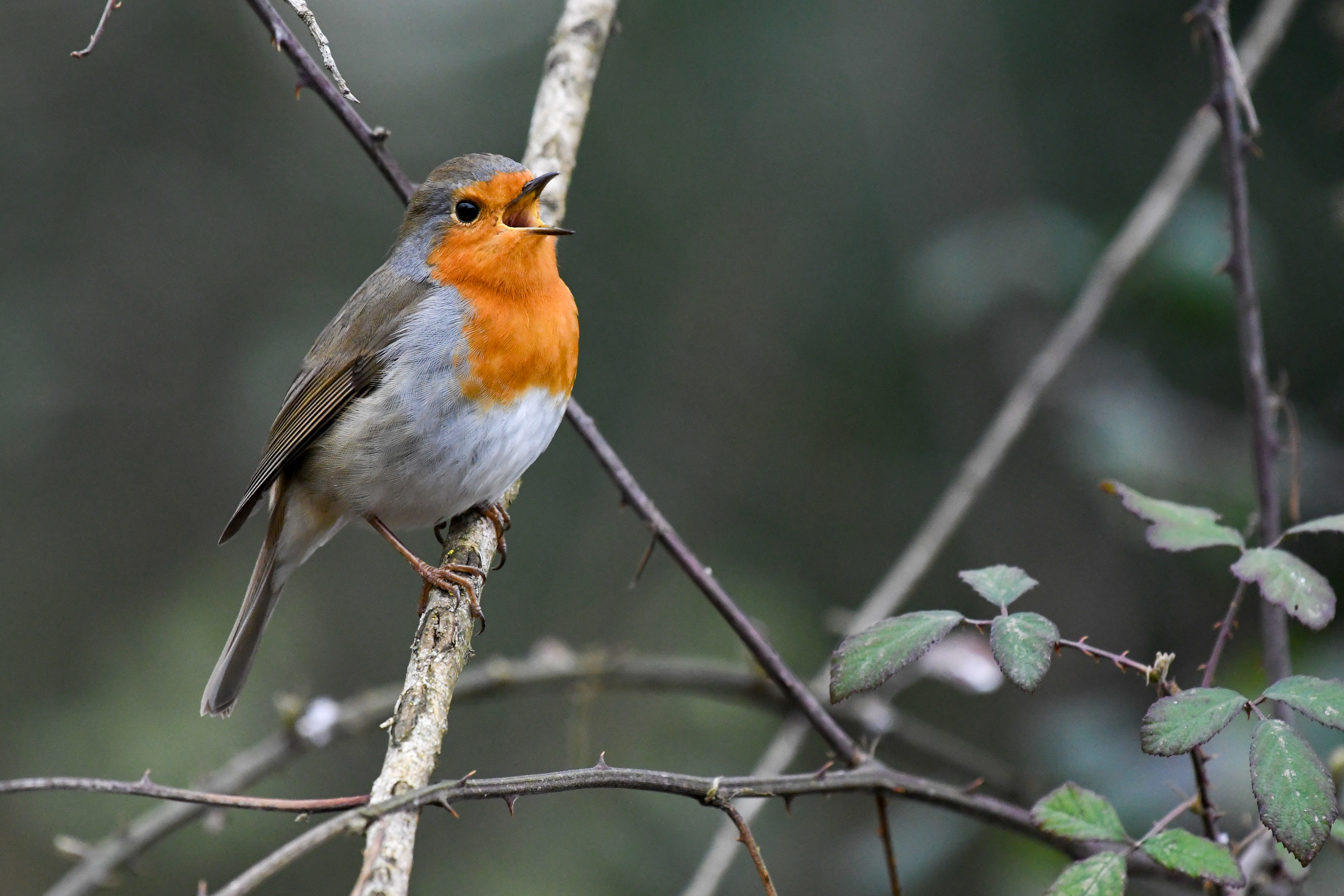 Animation nature : chants d'oiseaux_Grilly