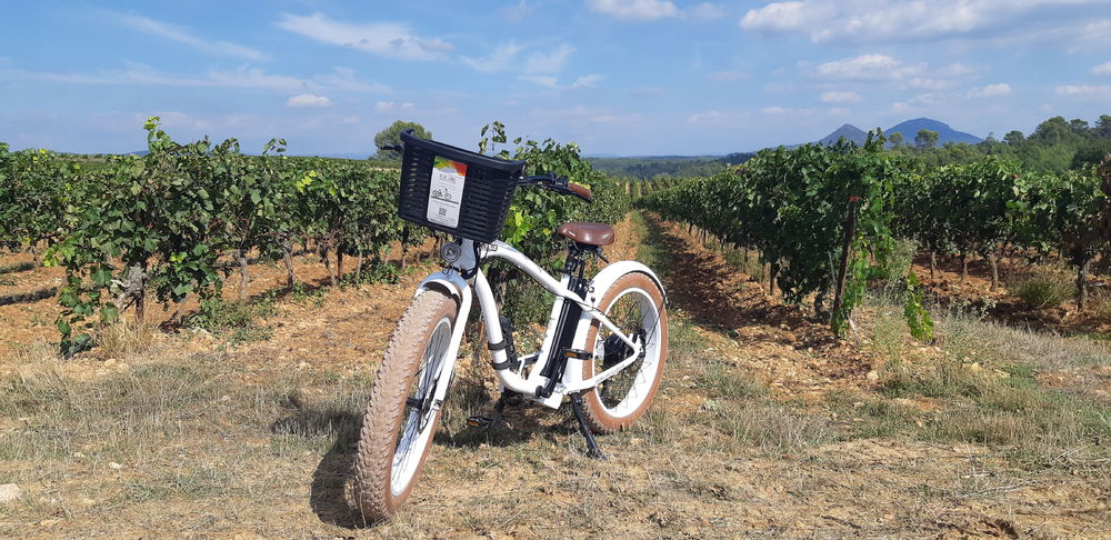 Roue Libre - Saint Maximin la Sainte Baume