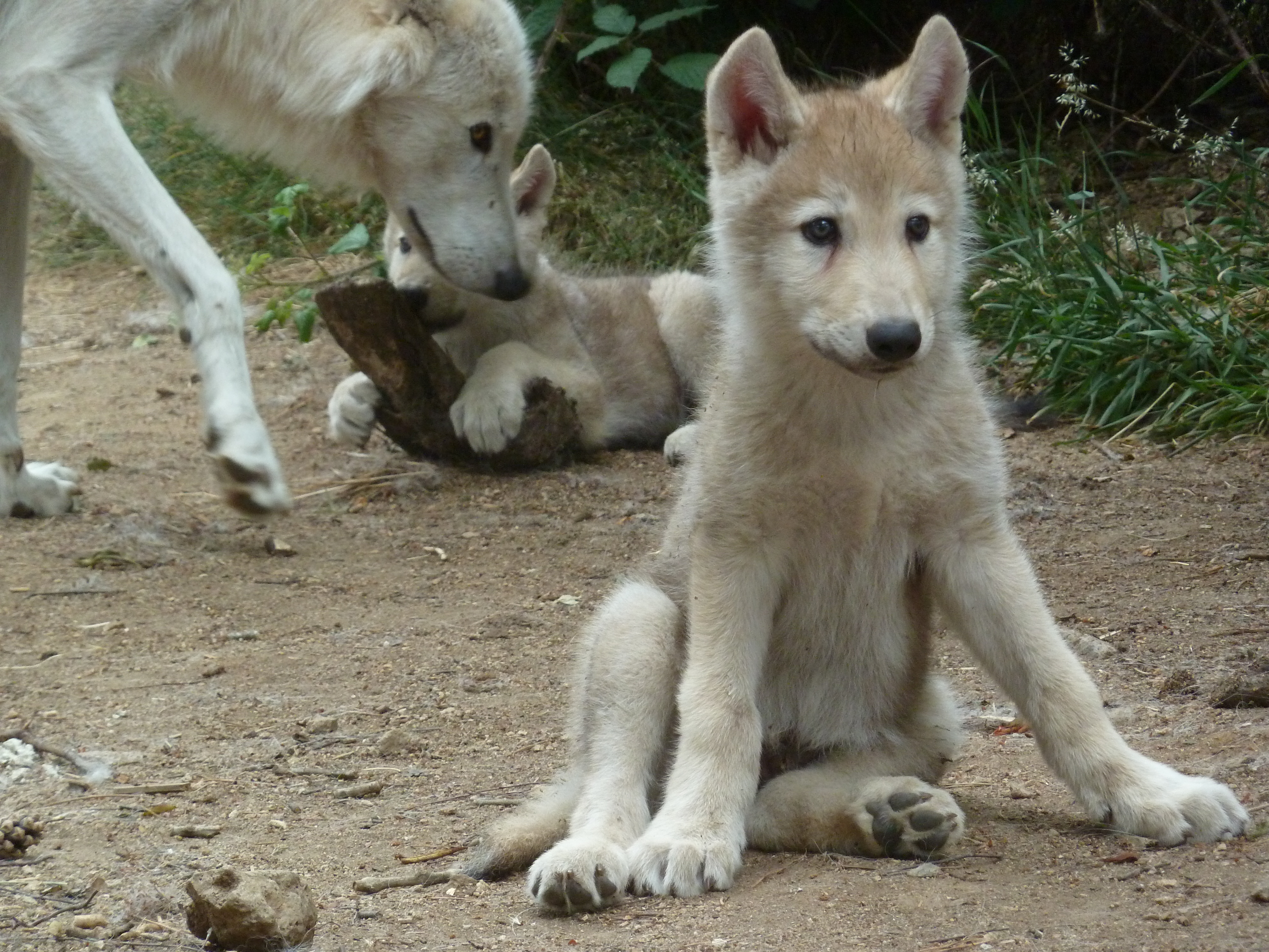 Le parc des loups du Gévaudan