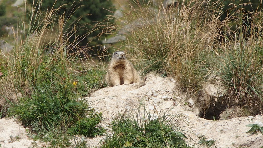 Les Marmottes à La Toussuire