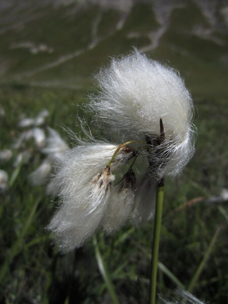 Natura 2000 - Haute Romanche - La Grave