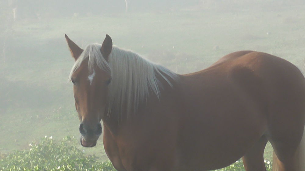 Ecuries de Longchamp