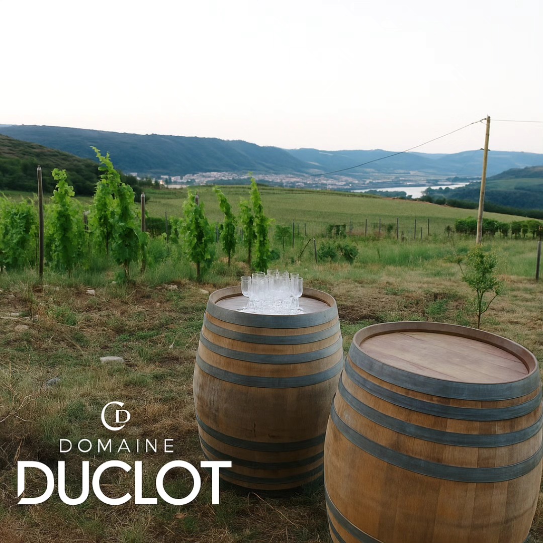 Sunset dans les vignes - Domaine Duclot