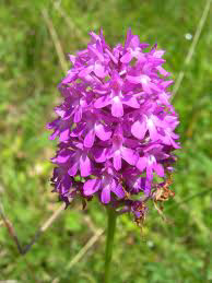 sitraPan1031346_450816_orchis2