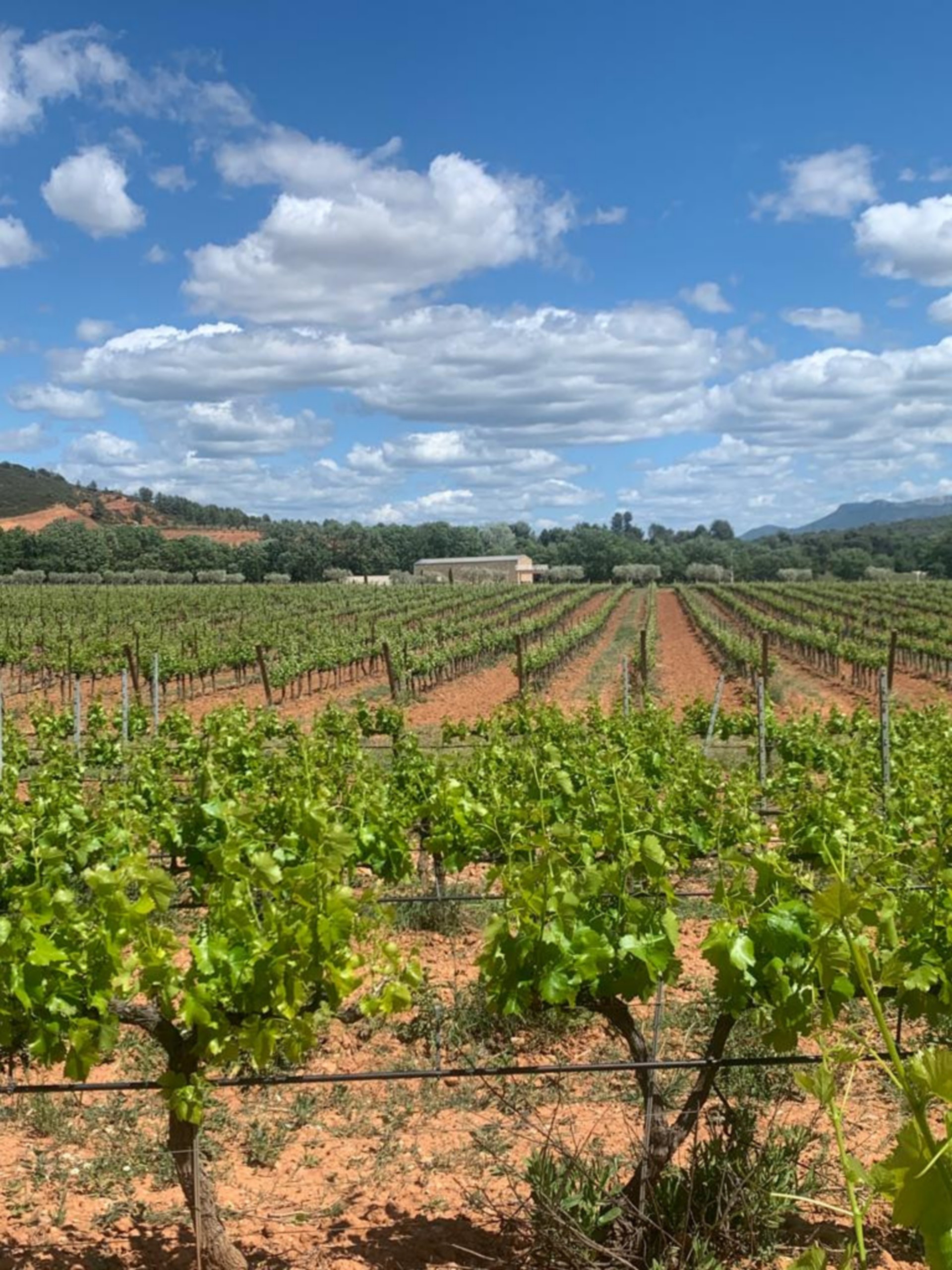 Château de la Galinière - Vineyards and wine immersion - photo 2