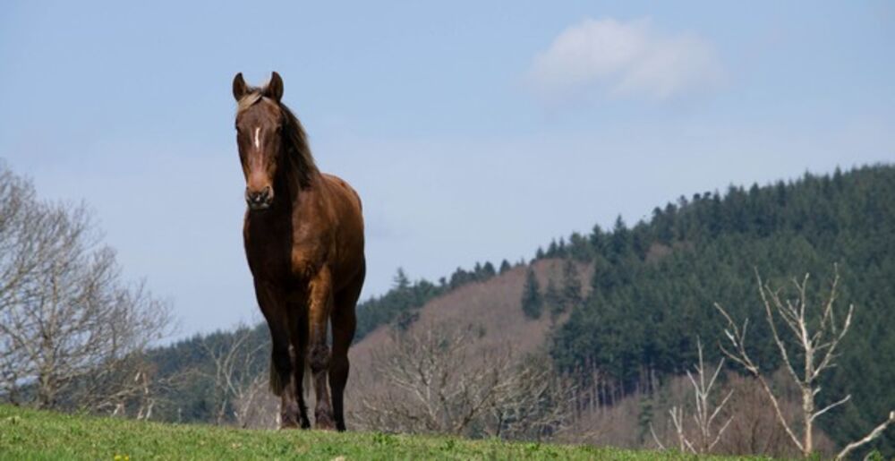 Ferme équestre du Rousset