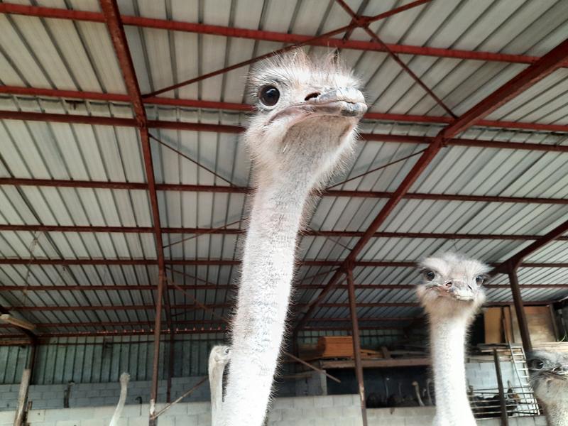Visite de la ferme pédagogique et élevage d'autruches du Père Louis - Vézeronce-Curtin - Balcons du Dauphiné - Nord-Isère - à  moins d'une heure de Lyon